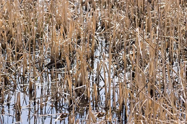 Grass of a dry sedge and reed in water — Stock Photo, Image