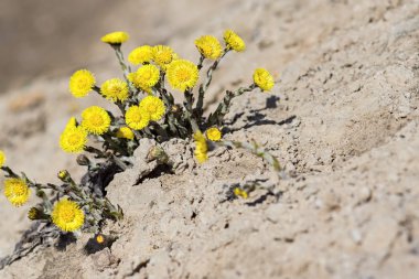 kum üzerine bir karahindiba, sarı çiçeklerin