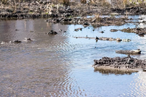 Струмок у болоті — стокове фото