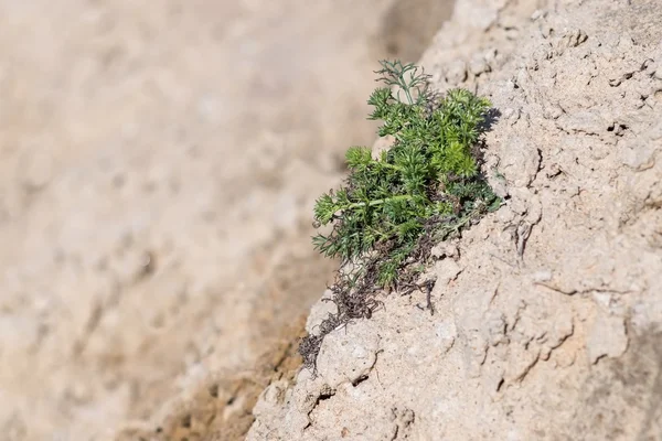 Hierba verde estacional en la arena —  Fotos de Stock