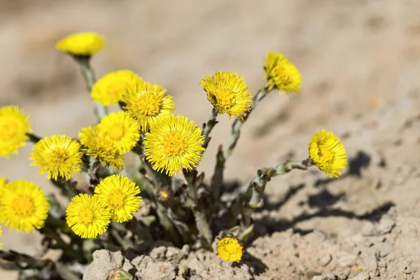 Nouveaux pissenlits jaunes poussent sur le sable — Photo