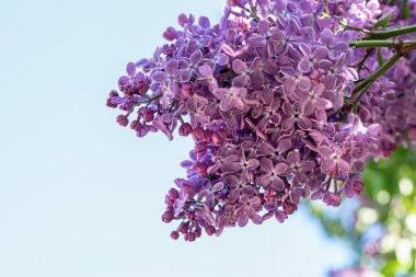 izole Eflatun çiçekler portre