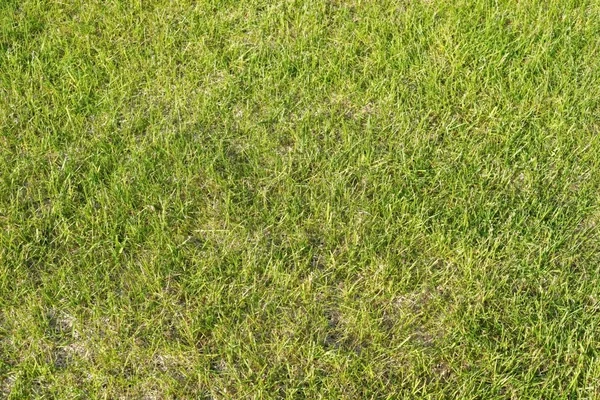 Gramado grama curta com efeito de verde velho — Fotografia de Stock
