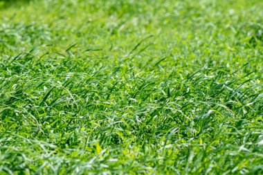 bir çim yeşil çim doğal kökenli