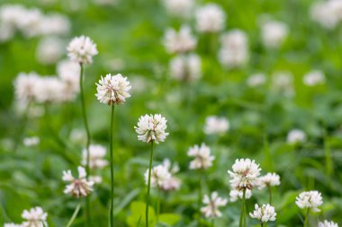 closeup çiçek açması yonca doğal bir arka planı için