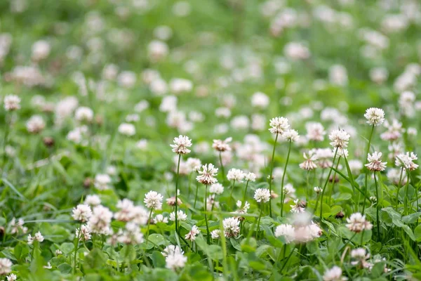 The blossoming clover for a natural background — Stock Photo, Image