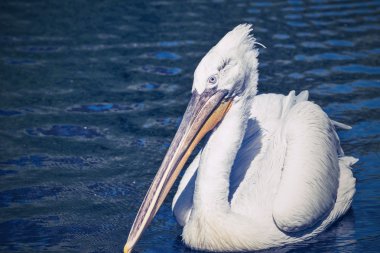 Pelikan yana doğru bir boş su yüzeyi