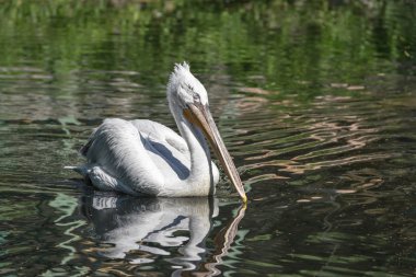 Beyaz Pelikan closeup su üzerinde yüzen