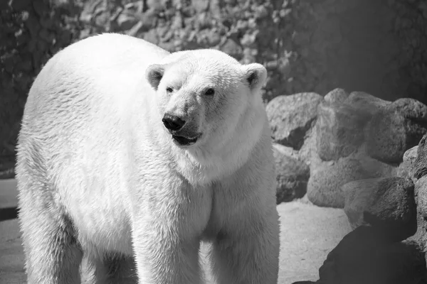 Großer Eisbär in monochromen Tönen — Stockfoto