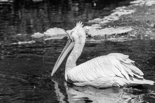 One monochrome pelican floats on water — Stock Photo, Image