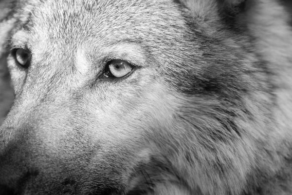 Fragment of a big fleecy muzzle of a gray wolf with a wild look closeup of monochrome tone