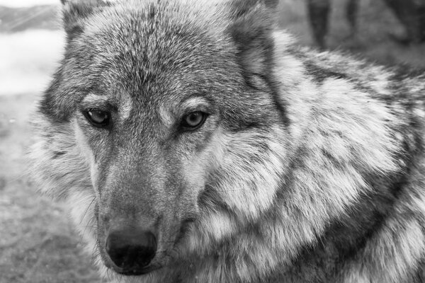 The big fragment of a muzzle of a gray wolf looks forward closeup and monochrome tone