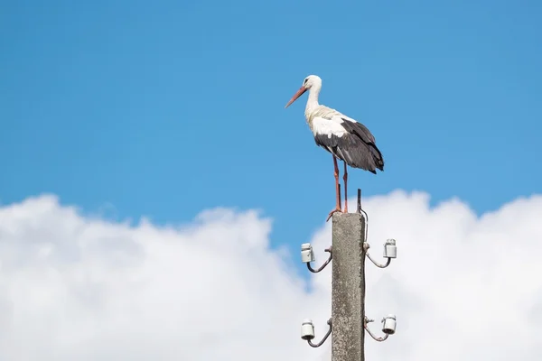 Big white stork against the sky with clouds — Stock Photo, Image