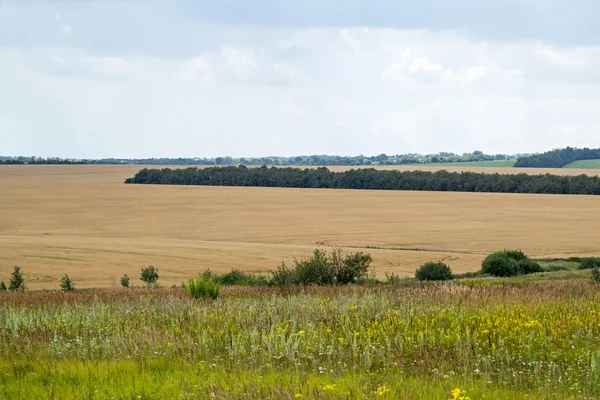 Paisagem natural de um campo rural — Fotografia de Stock