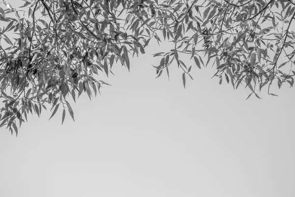 Tree branches with foliage against the sky — Stock Photo, Image