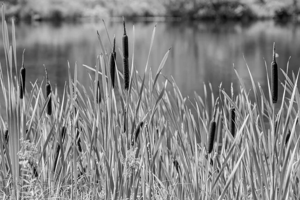 Wild grass of a cane on the lake monochrome tone — Stock Photo, Image