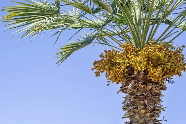 Palm boom en er zijn een heleboel gele vruchten — Stockfoto