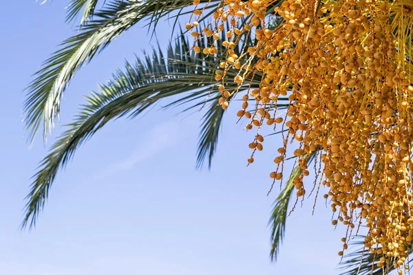 Ramas verdes y hay una gran cantidad de frutos amarillos — Foto de Stock