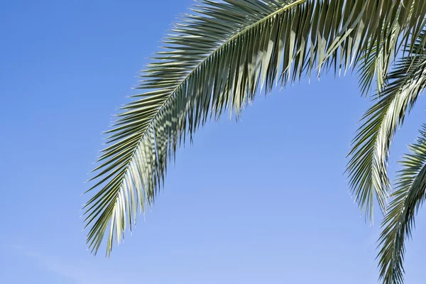 Groene takken tegen de blauwe hemel — Stockfoto