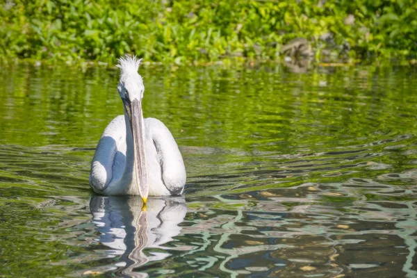 Pelican with a long beak floats on water forward — Stock Photo, Image