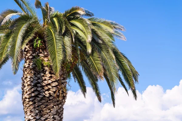 Una palmera grande — Foto de Stock