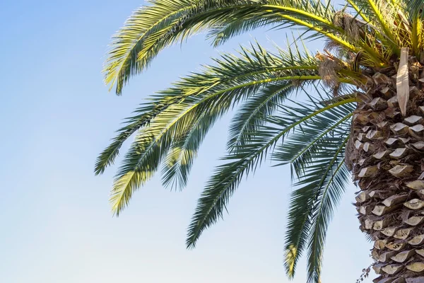 Grote palmboom tegen de blauwe hemel — Stockfoto