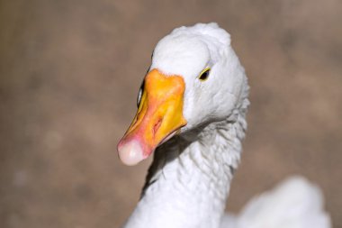 the isolated full face of a big white goose 