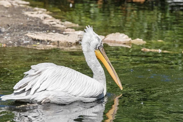 The big white pelican with a long beak — Stock Photo, Image