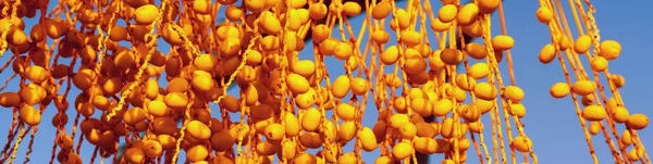 Sok gyümölcsöt egy dátum palm fa sárga színű Vértes — Stock Fotó