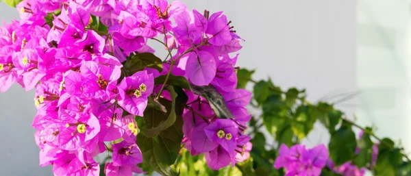 Lila rengi parlak çiçekli çalılar — Stok fotoğraf