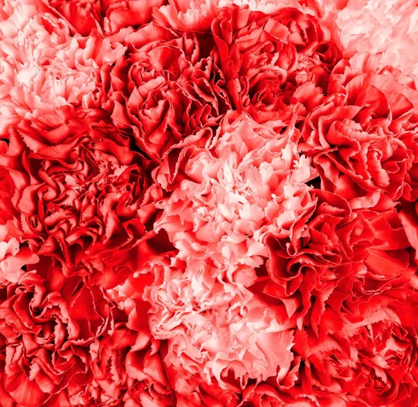 Textured abstract background from a bouquet of flowers closeup — Stock Photo, Image