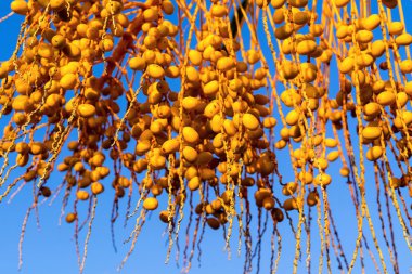çok kehribar rengi closeup hurma ağacı meyve