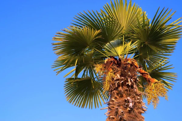 Egy dátum palm a ragyogó kék ég ellen — Stock Fotó