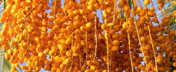 Mucho frutas una palmera datilera de color ámbar primer plano —  Fotos de Stock