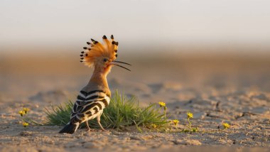 Avrasya hupoesi kumlu zeminde duruyor, küçük sarı çiçekler, sıcak akşam ışığında yükselen arma, zarafetin sembolü.