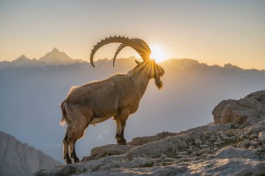 Gün doğumunda kayalık dağ sırtında duran Markhor keçileri, arka planda parlayan çarpık boynuzlar, gücün ve vahşi doğanın sembolü..