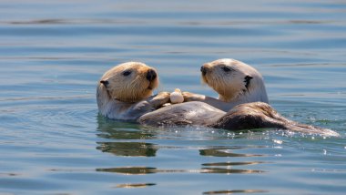 Sakin okyanus yüzeyinde birlikte yüzen iki su samuru, sevgi ve deniz uyumu sembolü olan patilerini sevgiyle tutuyorlar.