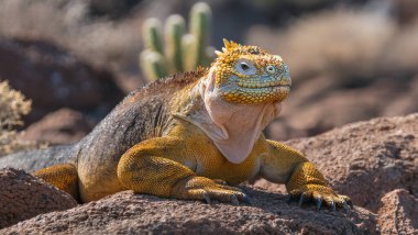 Galapagos, gün batımında çöl kaktüsleri arasında kayaların üzerinde güneşlenen iguana karası. Çarpıcı vahşi yaşam fotoğrafı doğa ve seyahat için mükemmel.