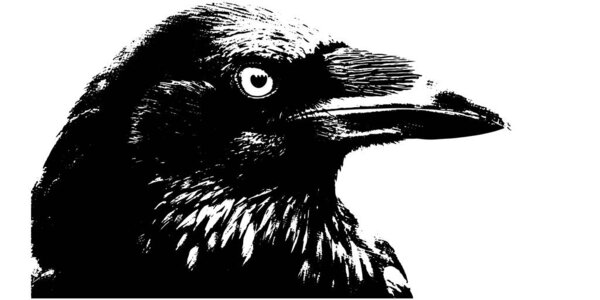 Голова ворона с гравировкой черно-белый вектор, детальная ворона портрет винтажной иллюстрации, готическое искусство птиц изолированы