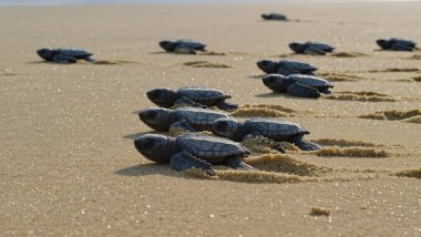 Bebek deniz kaplumbağaları güneş doğarken kumlu sahilde okyanusa doğru sürünüyorlar. Vahşi yaşamı koruma anı..