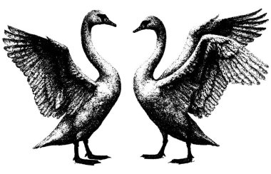 Açık kanatlı iki kuğu, fotokopi sanatı, yarım ton minimalizm klasik yaban hayatı gravürü, siyah beyaz retro