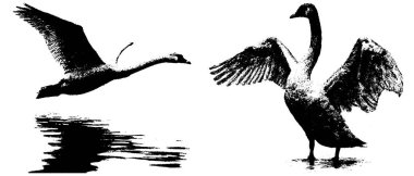 Uçan ve ayakta duran kuğular, fotokopi sanatı, yarım ton minimalizm retro gravür, siyah ve beyaz vahşi yaşam