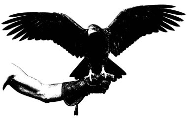  Şahin hazır, retro fotokopi kuş çizimi, siyah beyaz klasik vahşi yaşam sanatı izole edilmiş.