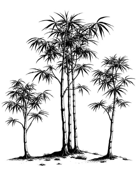 Ретро-ксерография полутоновая гравировка бамбуковых деревьев черно-белая ботаническая иллюстрация природы со старинной текстурой зерна