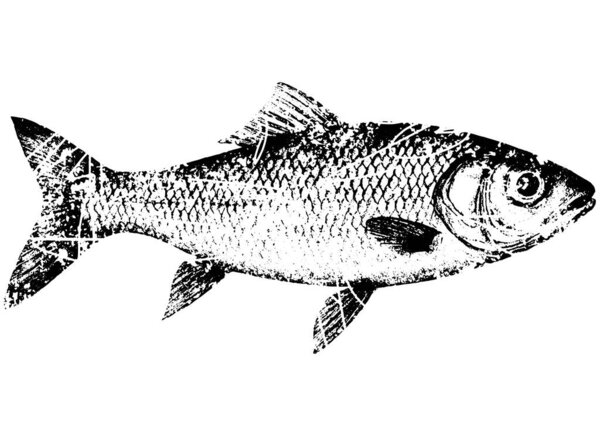 Ретро-ксерография полутоновая гравировка рыбы с зернистой винтажной текстурой подробная черно-белая водная иллюстрация