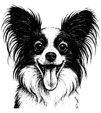 Kıtasal Oyuncak Spaniel portresi, kabarık kulakları ve parlak ifadesi olan, şeffaf arka planda izole edilmiş eski fotokopi stili..