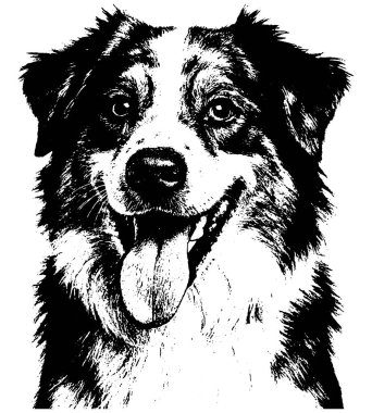 Avustralya çoban köpeği portresi kabarık ceket ve parlak ifade ile retro fotokopi stili, şeffaf arka planda izole.