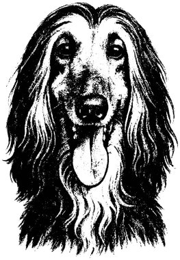 Afgan Tazı portresi retro fotokopi stili uzun ipek ceket ve zarif ağızlık, şeffaf arka planda izole edilmiş..