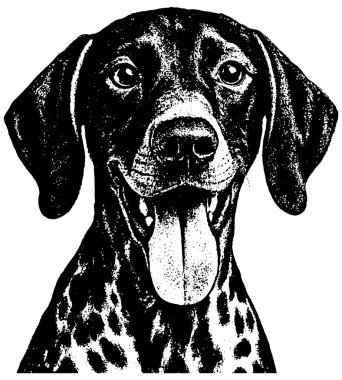 Kurzhaar köpek portresi retro fotokopi tarzında kalın tahıllı, yüksek kontrastlı ve ayrıntılı ceketli, şeffaf arka planda izole edilmiş..