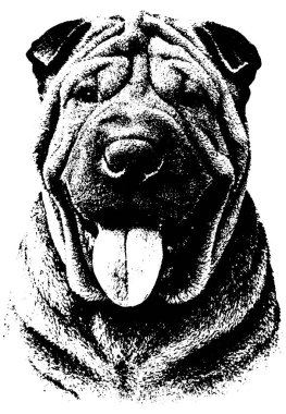 Shar Pei 'nin eski fotokopi tarzı, derin kırışıklıklar, kalın tahıl dokusu ve güçlü kontrast, dil dışarı, şeffaf arka planda izole edilmiş..